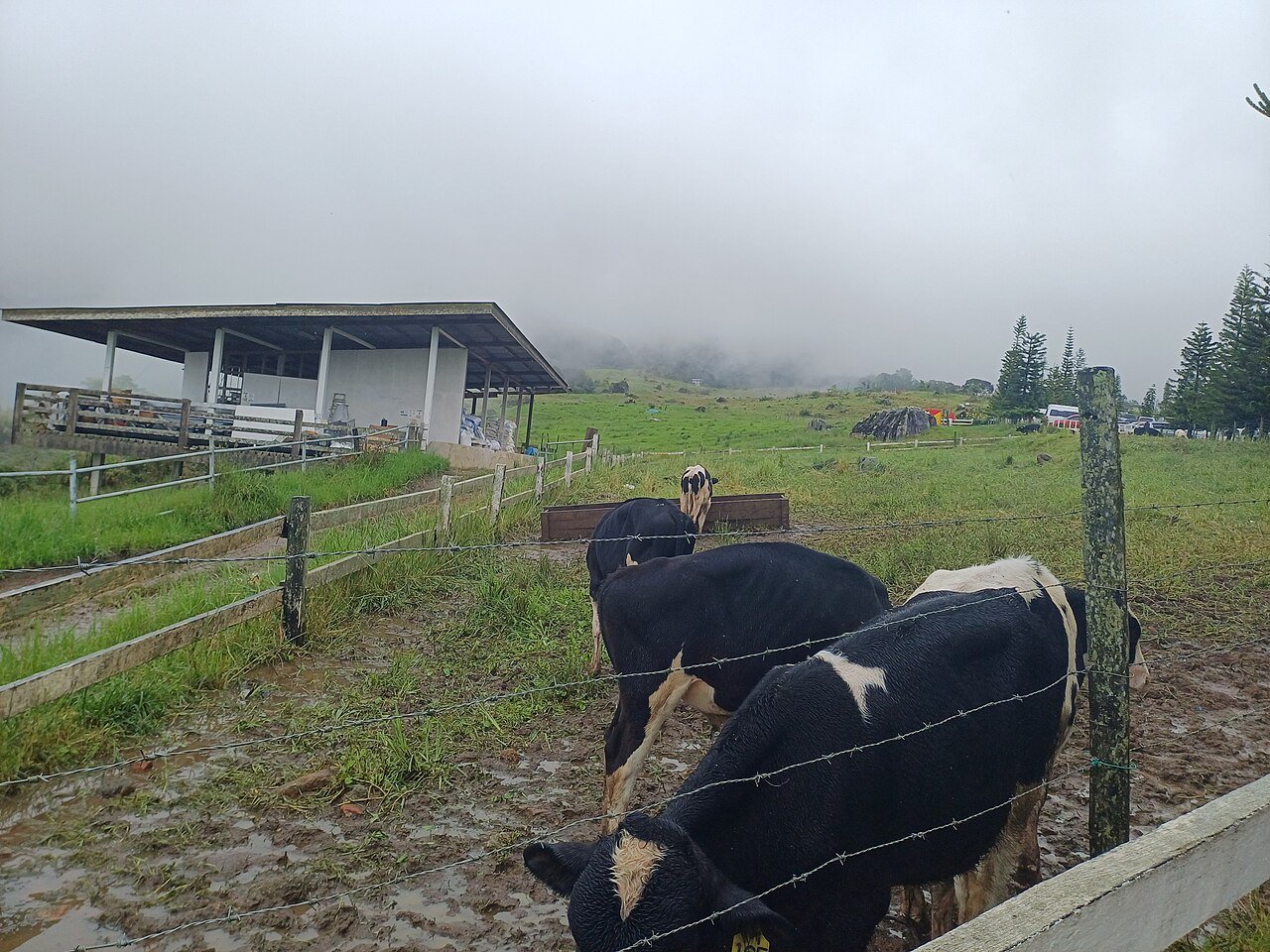 Dairy Farm Worker jobs in Spain